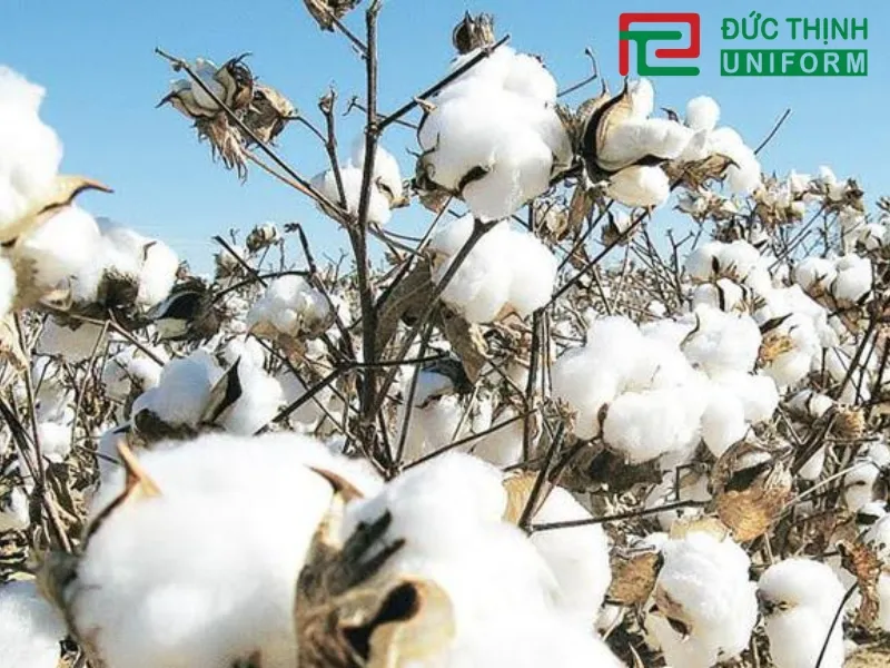 nguồn gốc ra đời của vải cotton