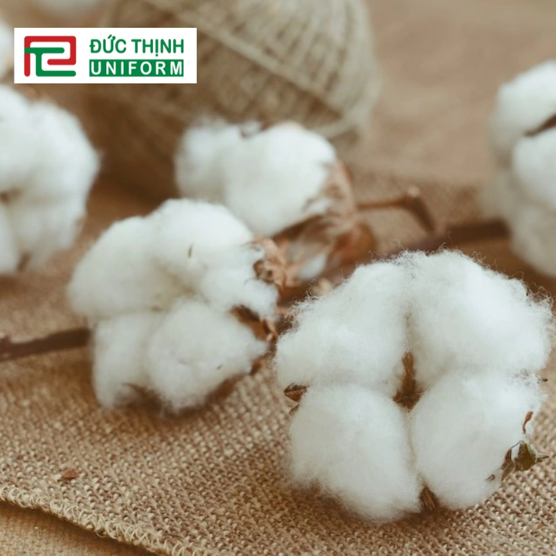 Cotton hữu cơ (organic cotton)